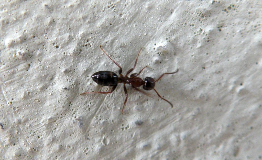 operaia minore di Camponotus truncatus - Reggio Emilia